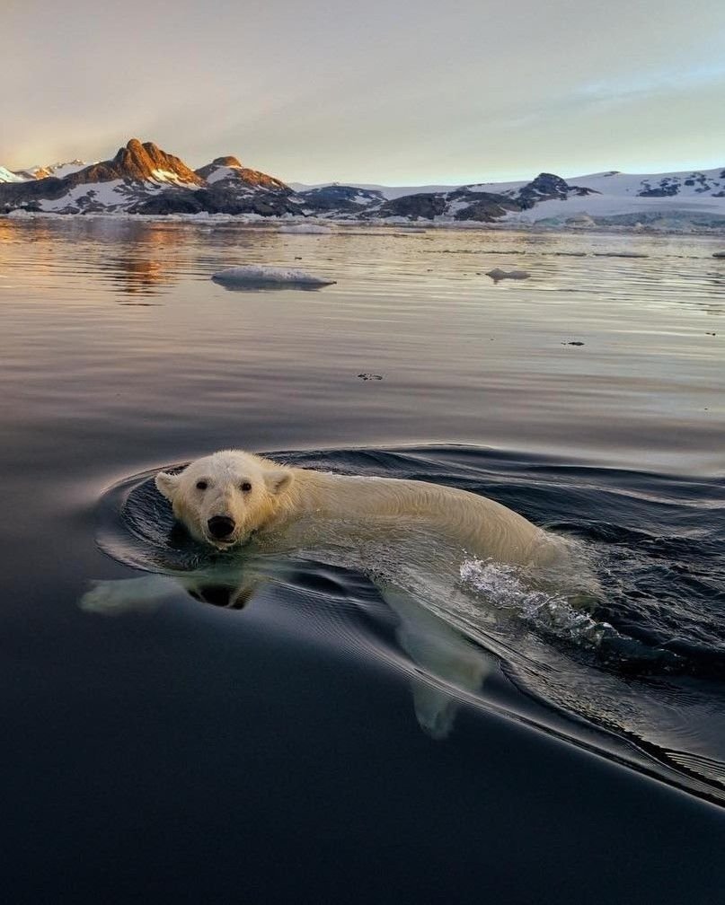 Животные Норвегии
