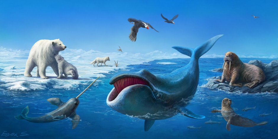 Животный мир Арктики