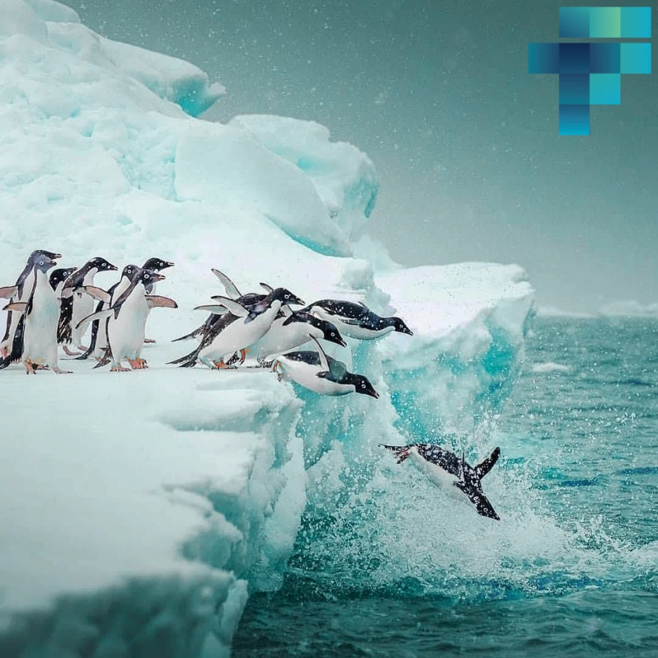 Природа Арктики и Антарктики