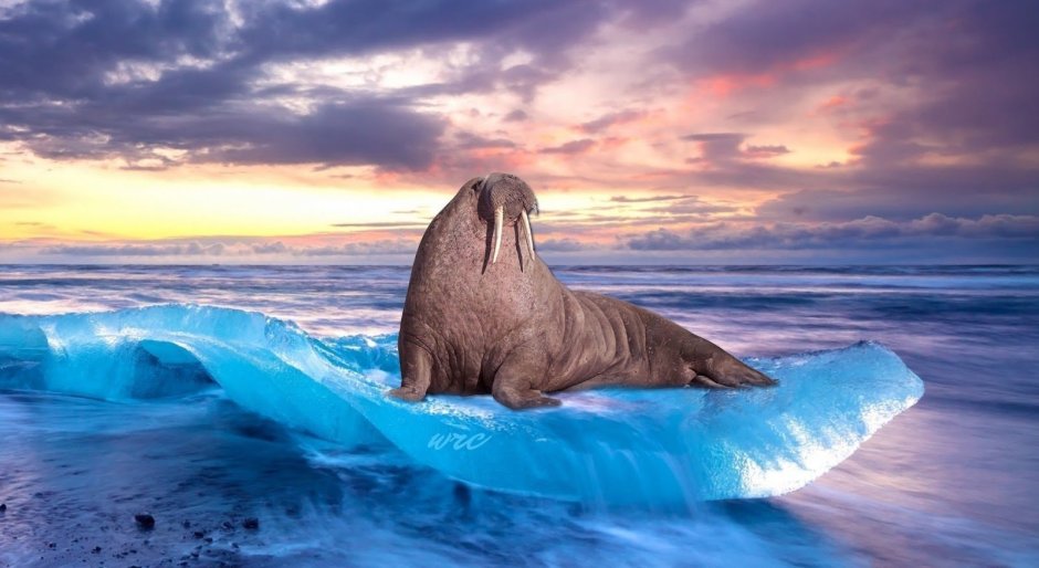 Atlantic Walrus
