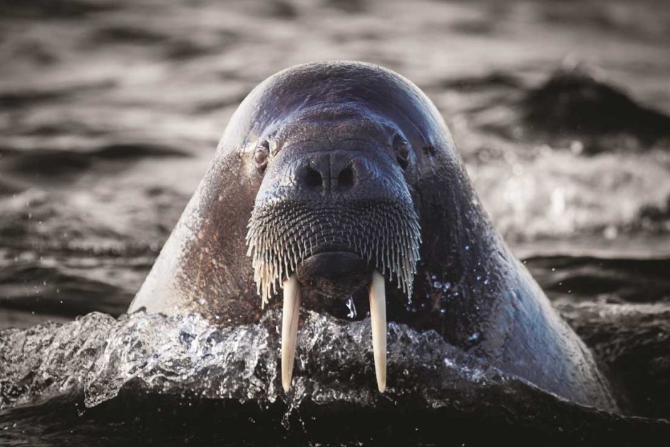 Дальневосточный морж