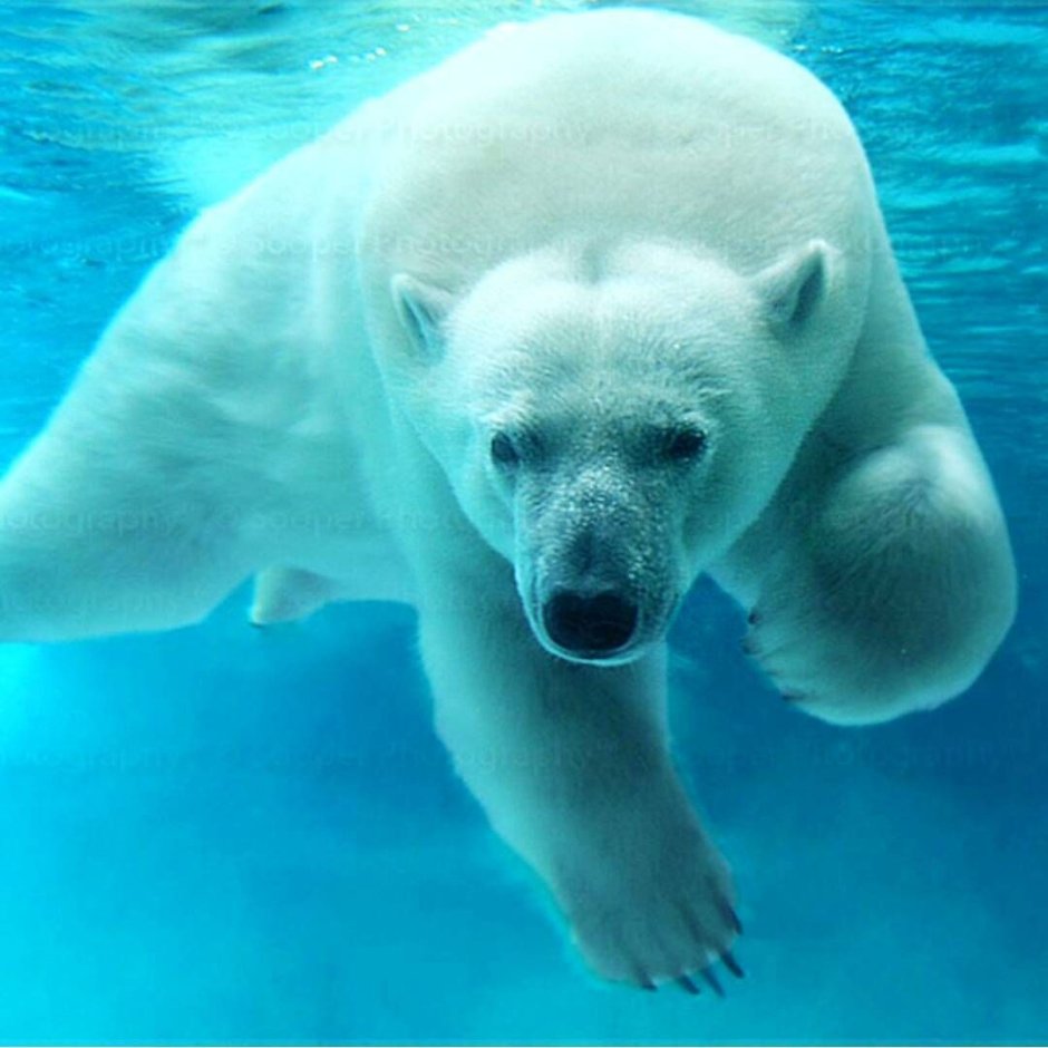 Белый медведь в воде
