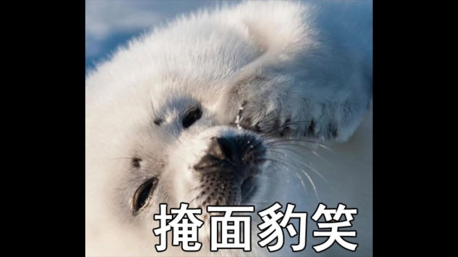 Милые животные Арктики