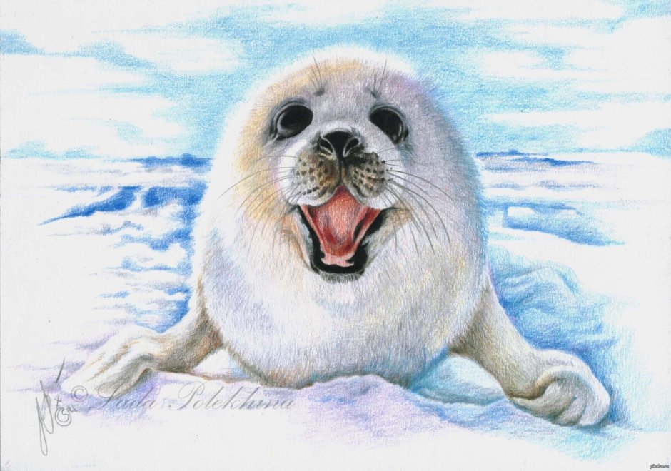 Байкальская Нерпа вектор