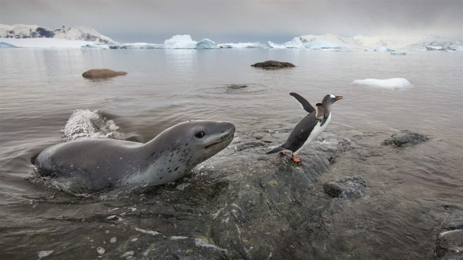 Морской леопард в Южном океане