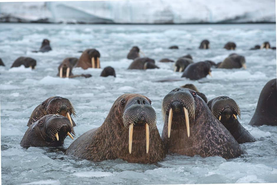 Национальный парк русская Арктика