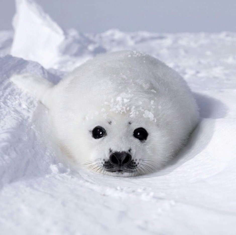 Белек Балтийской нерпы