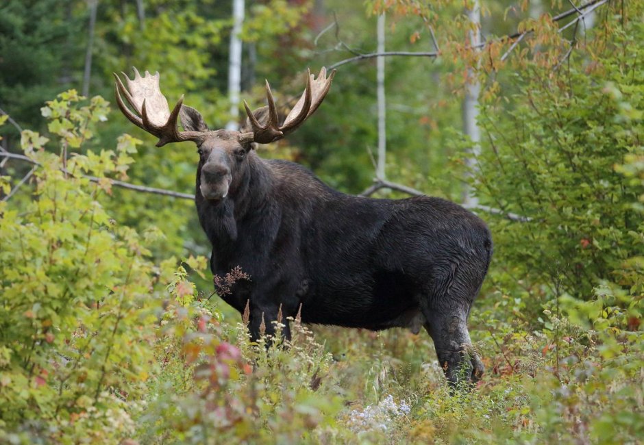Европейский Лось alces alces