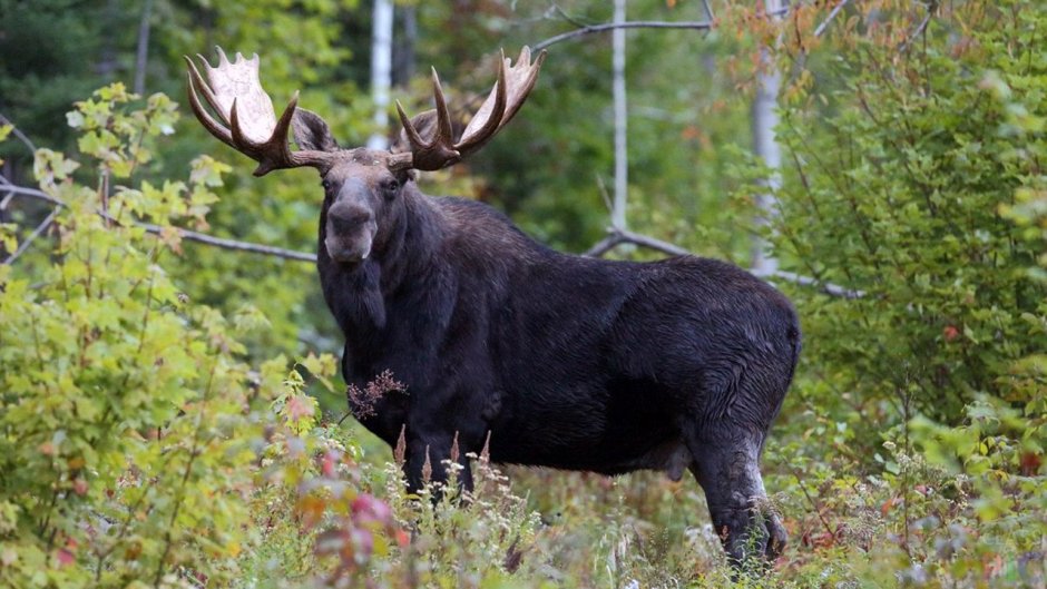Европейский Лось alces alces