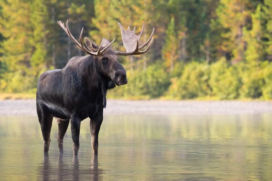 Лось Северной Америки