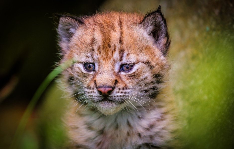 Lynx Cub