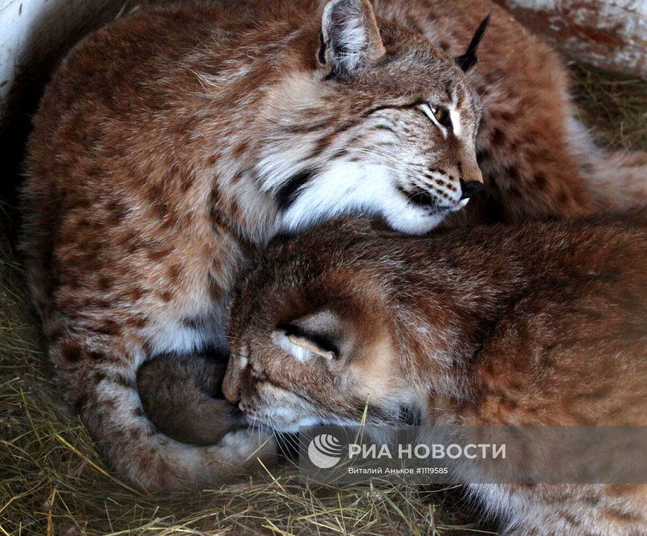 Рысёнок с мамой