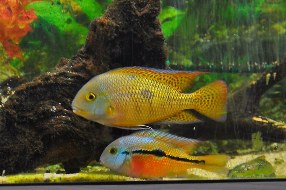Бриллиантовая цихлазома (Herichthys carpintis)