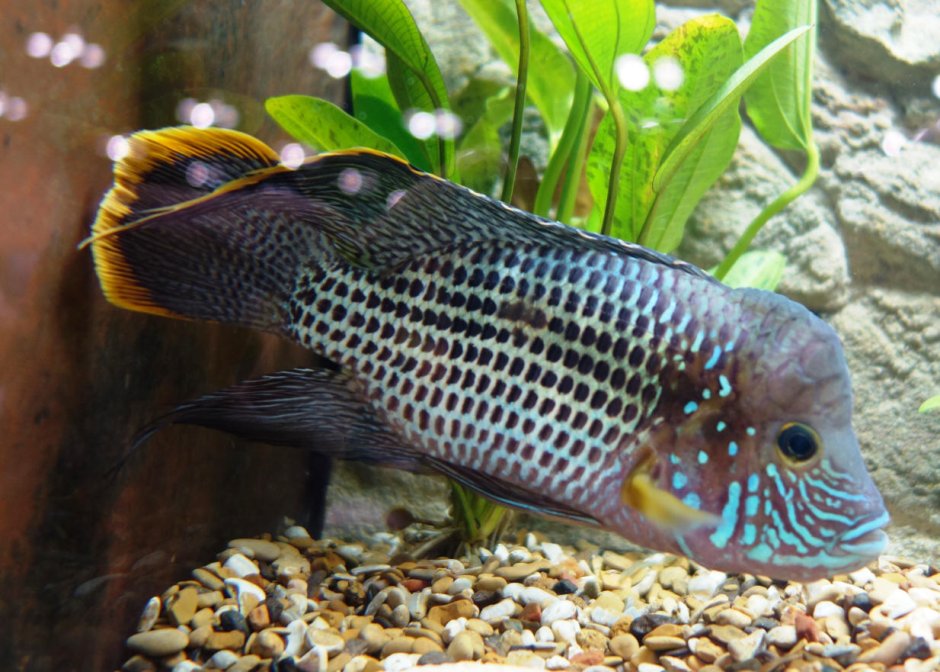 Попугай синий тигровый Hybrid Cichlid