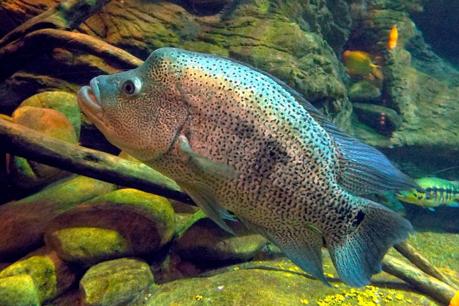 Red Texas Cichlid