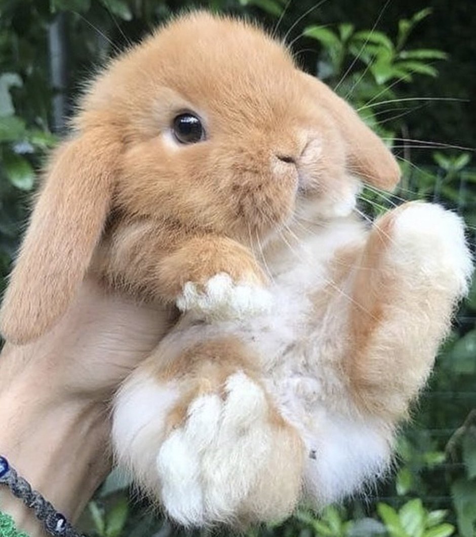 Зайчик настоящий