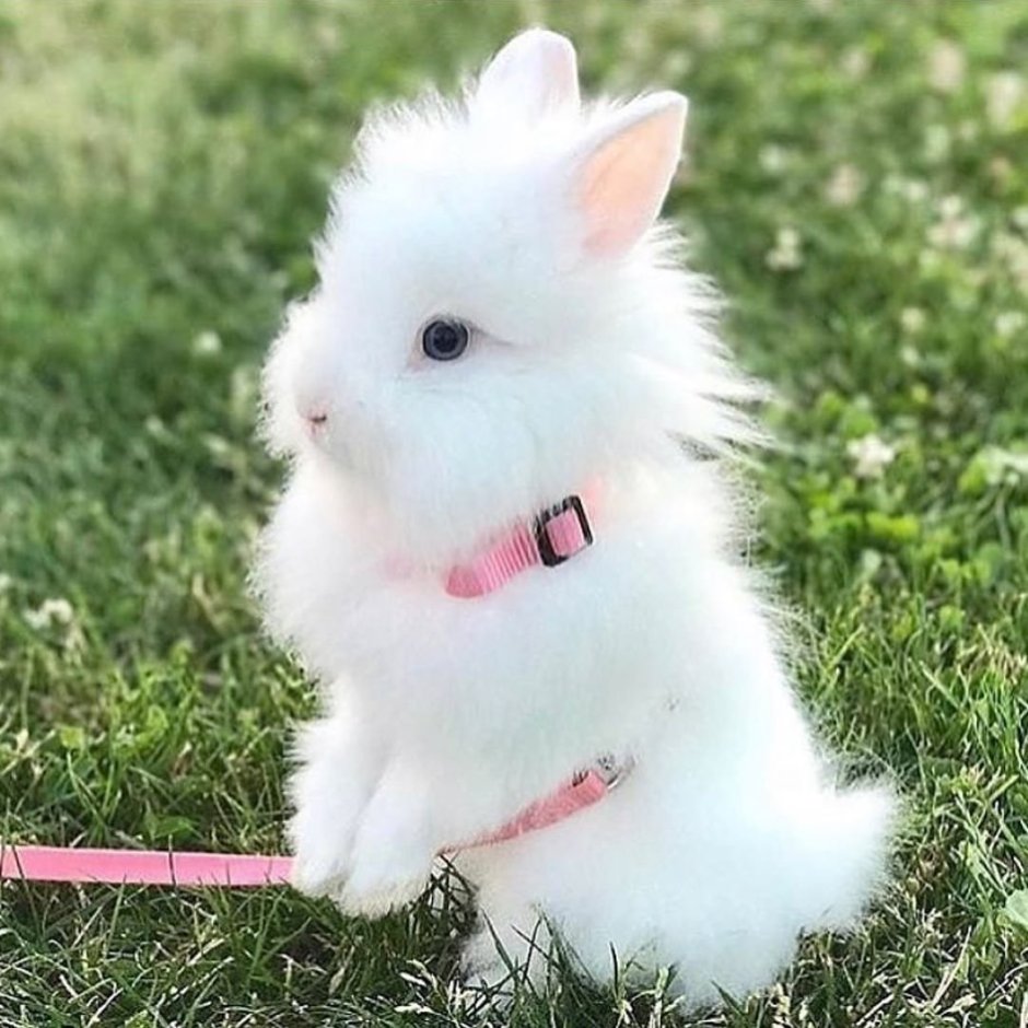 Карликовый вислоухий кролик