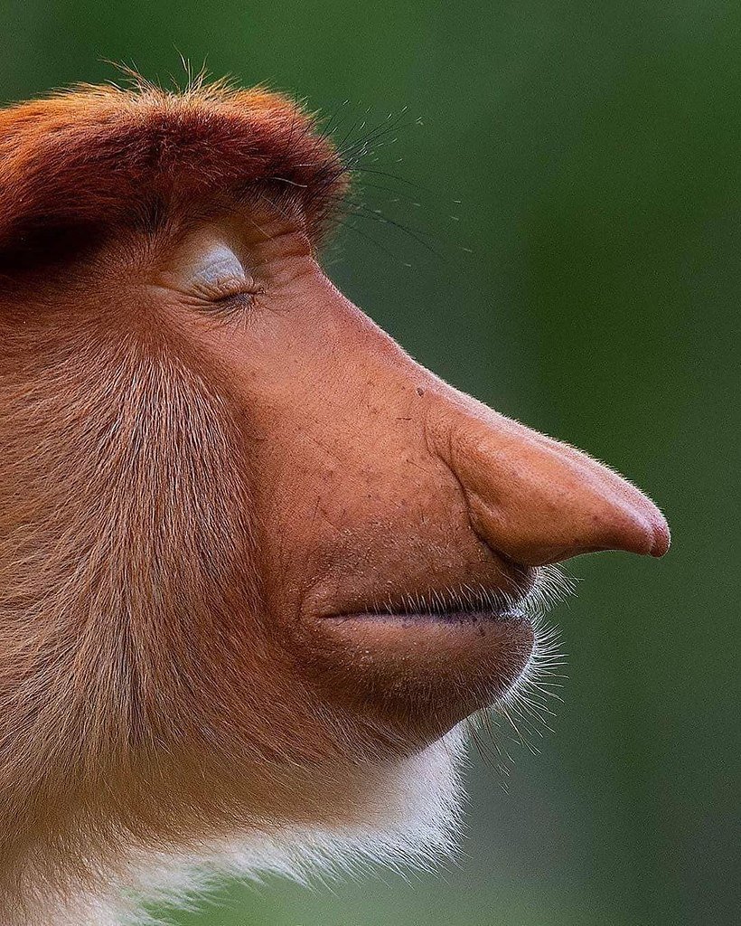 Обезьяна носач