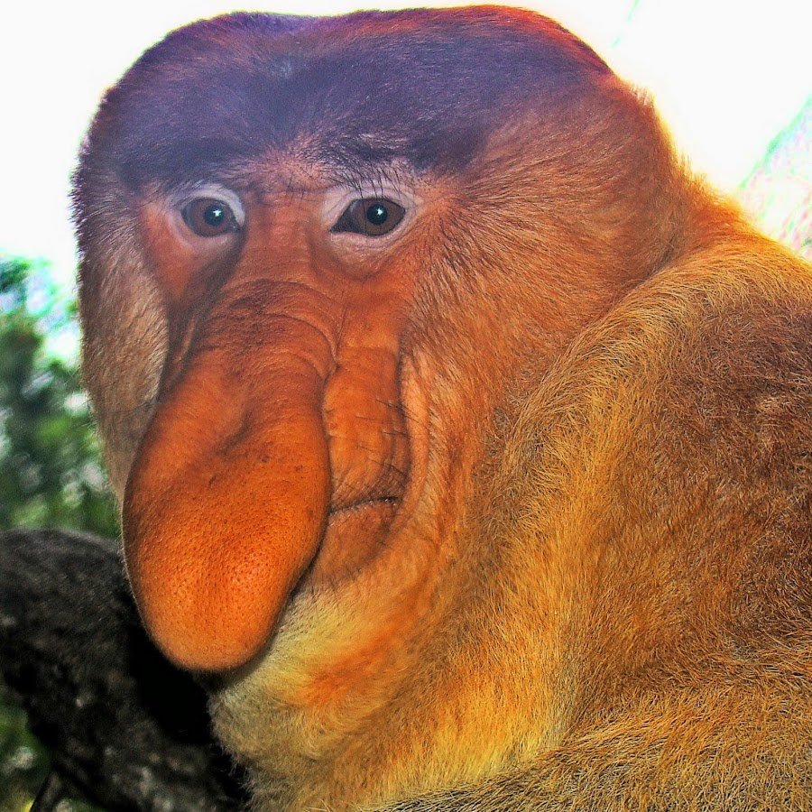 Удивленная мартышка