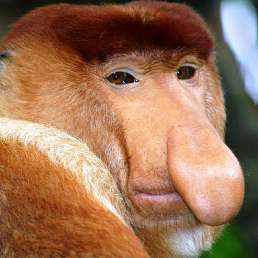 Плащеносный павиан