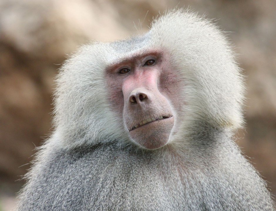 Обезьяна с большим носом улыбается