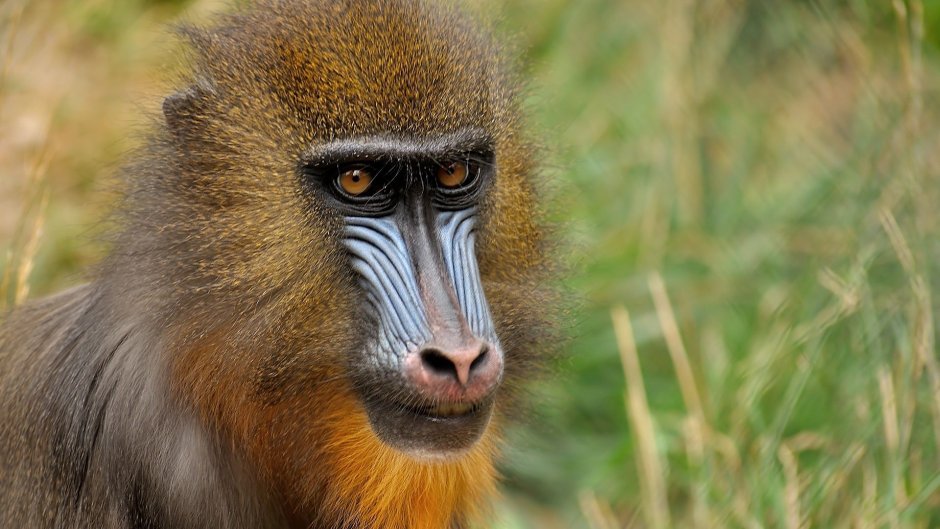 Обезьяна павиан Бабуин