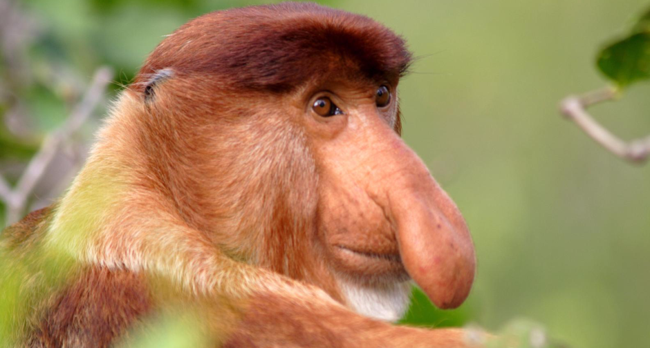 Обезьяна в профиль