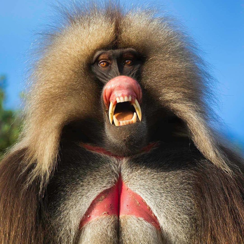 Западноафриканский Мандрил