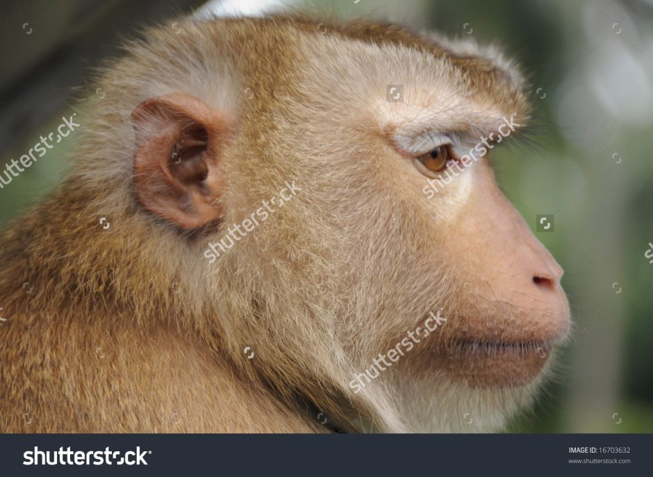 Обезьяна с вытянутой мордой