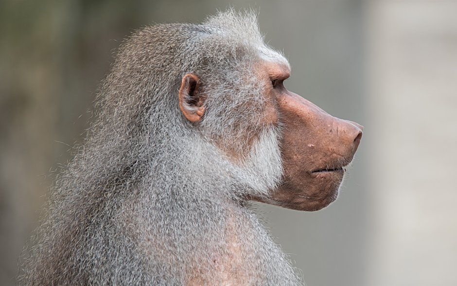 Обезьяна носач