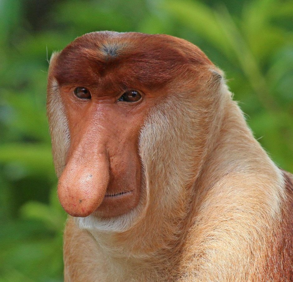 Обезьяна Бабуин