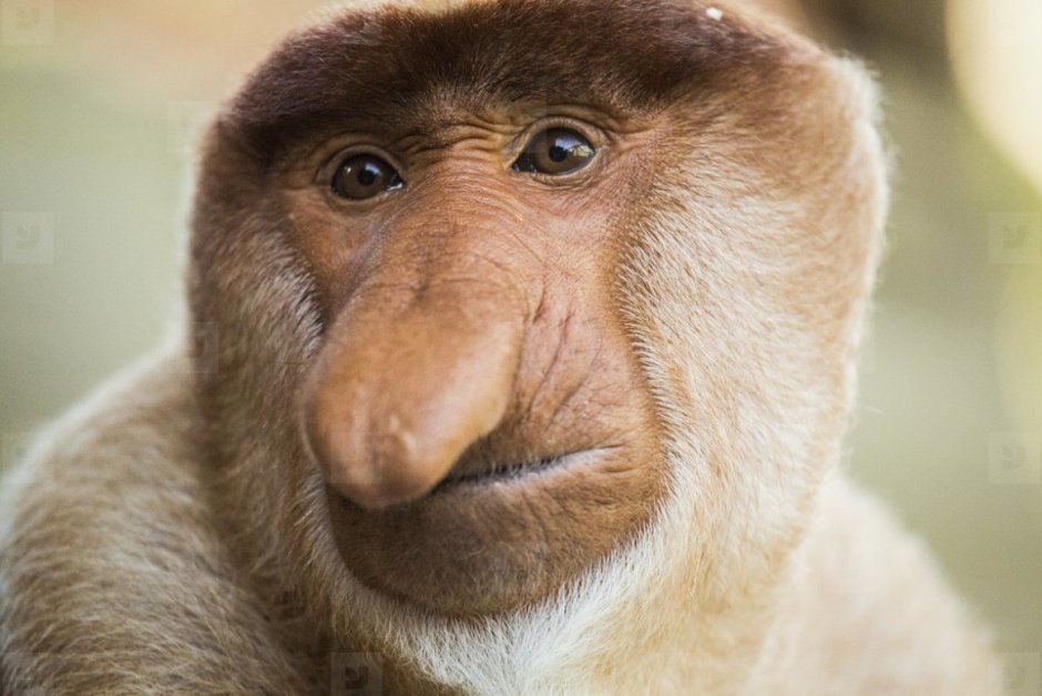 Бабуин носач