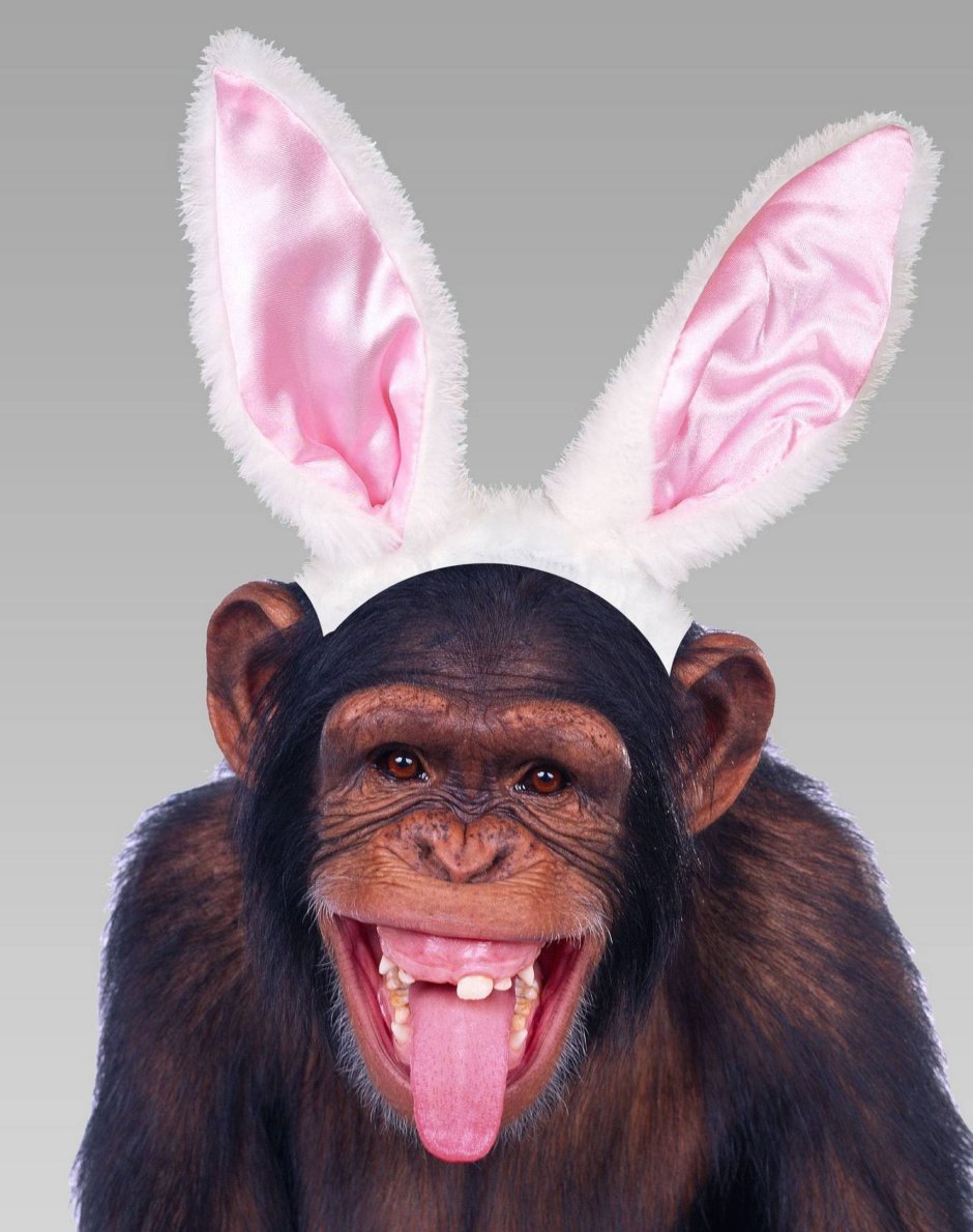 Удивленная мартышка