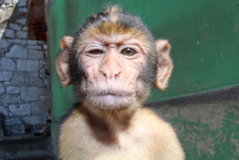 Обезьяна Мандрил самка