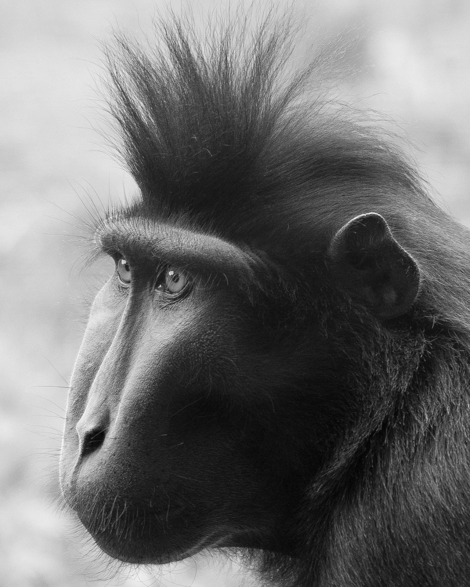 Йохан шнобель