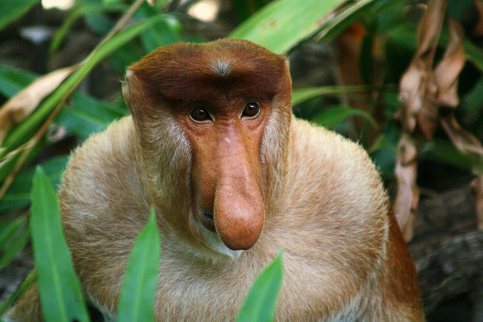 Обезьяна с плоским лицом