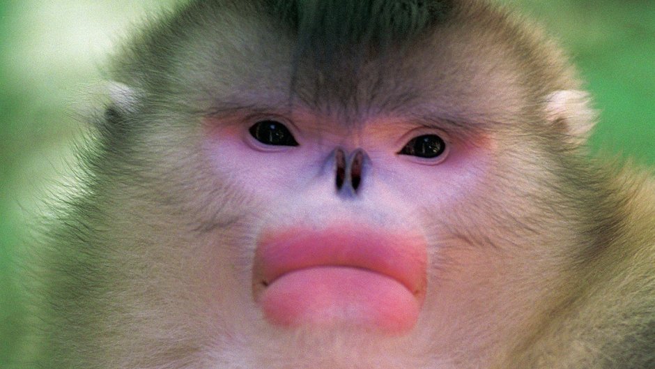 Грустная обезьяна носач