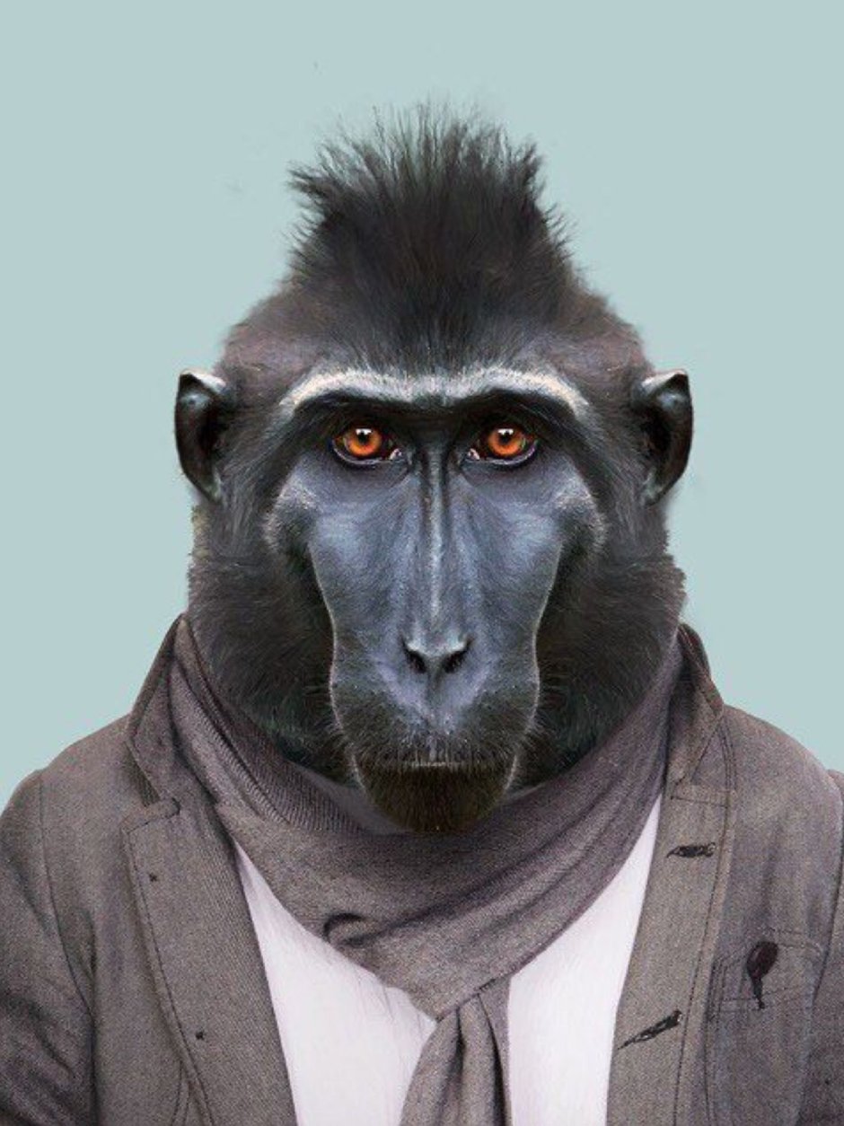 Обезьяна павиан