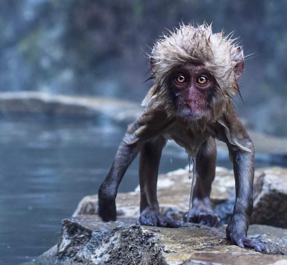 Обезьяна носач носач