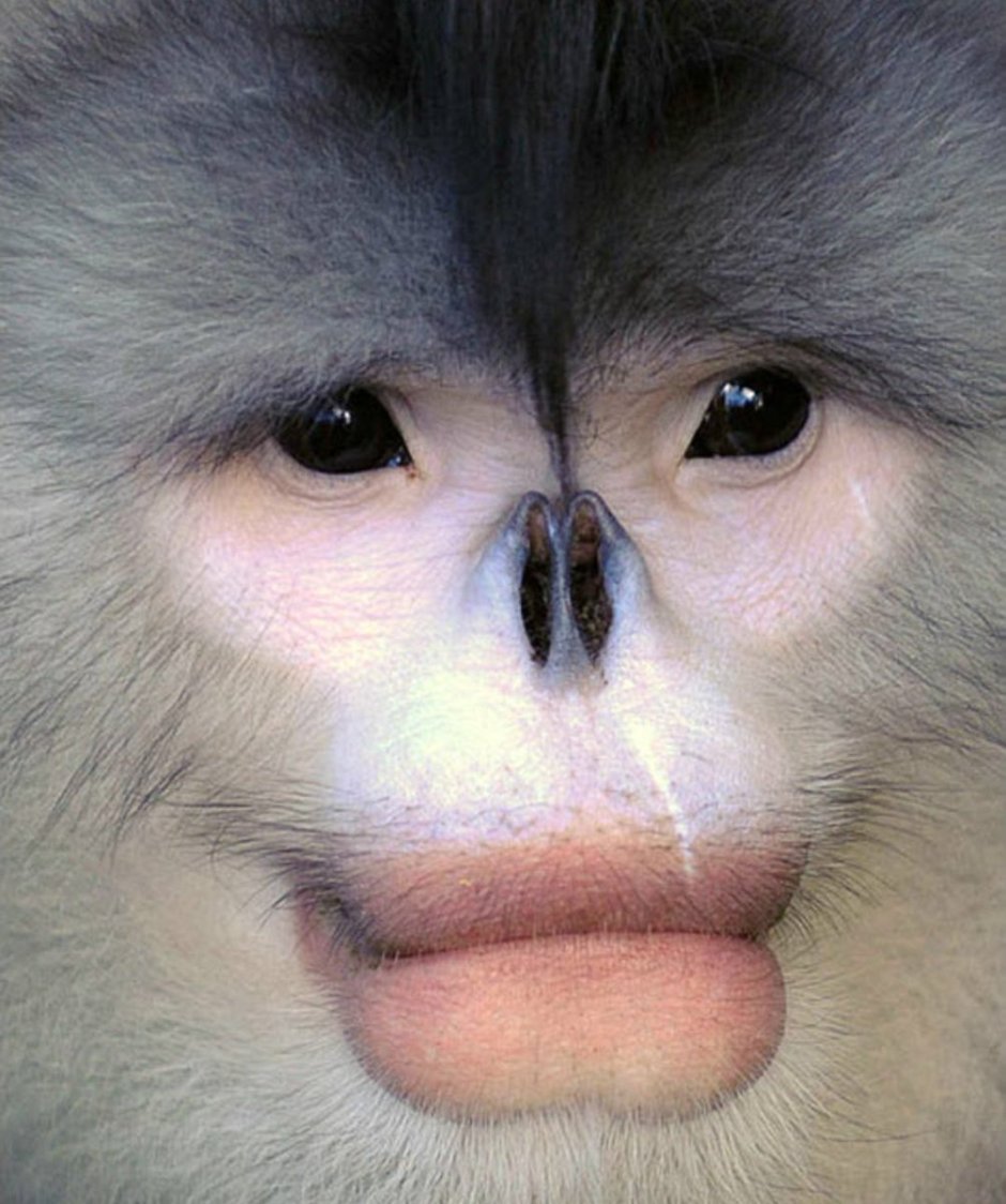 Губастая обезьяна