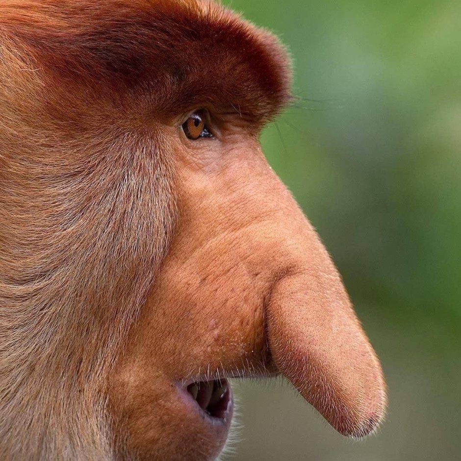 Обезьяна с носом