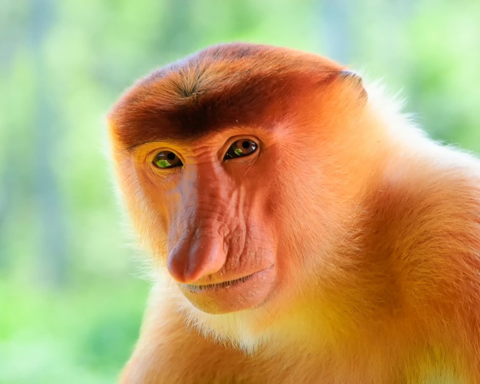 Собачий павиан