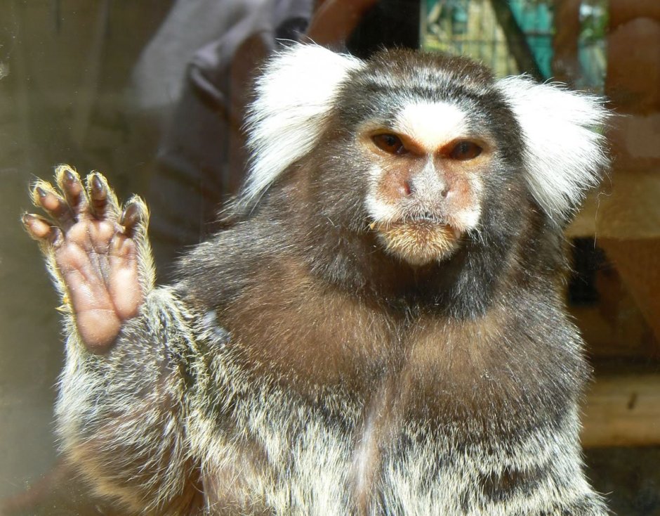 Южноафриканский уакари