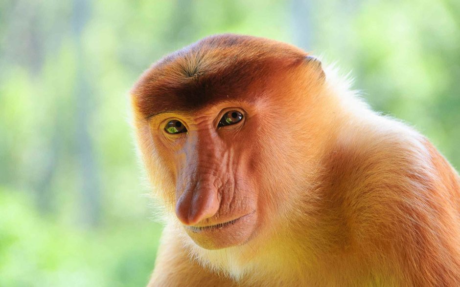 Морда макаки