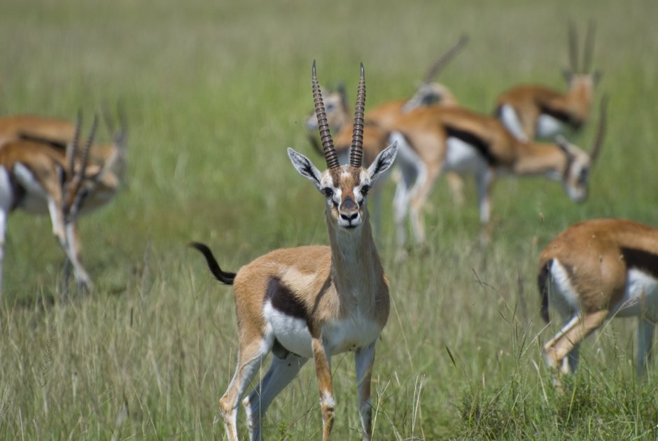 Aepyceros melampus