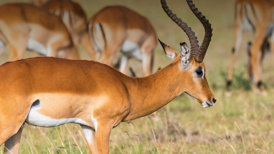 Tragelaphus Scriptus