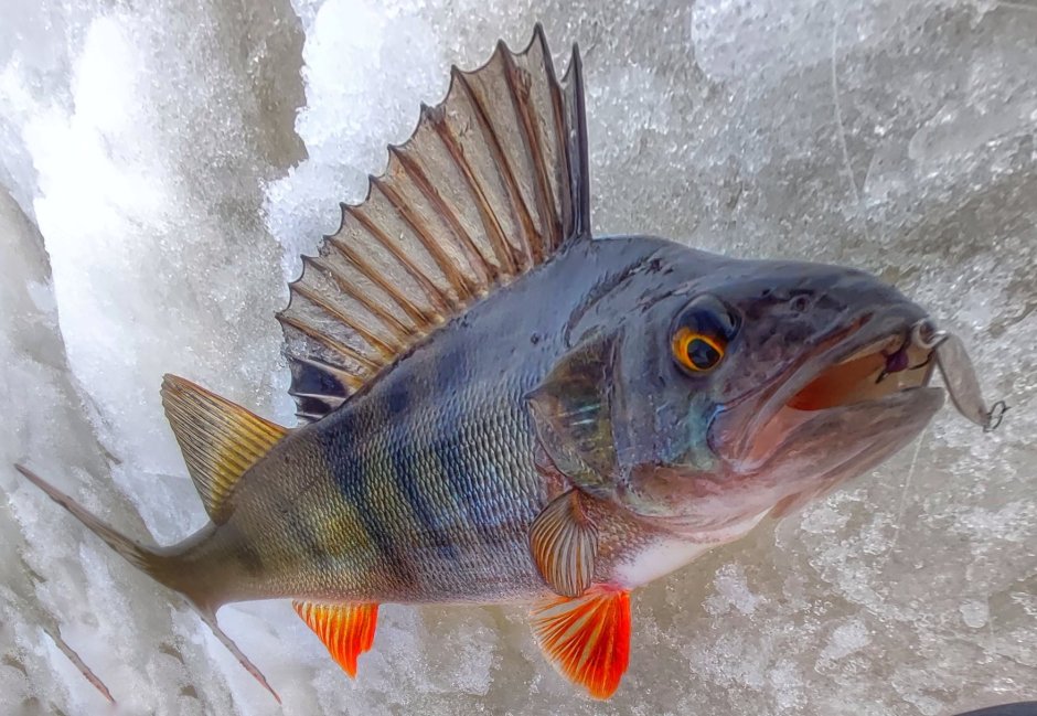 Barbel рыба