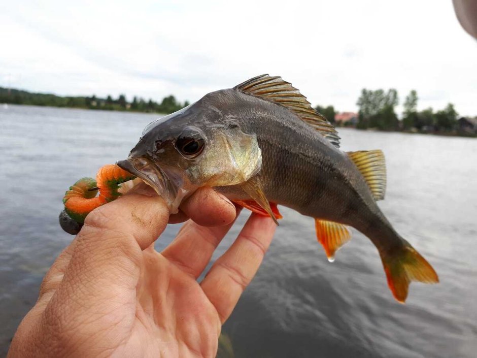 Fishing Planet окунь задира