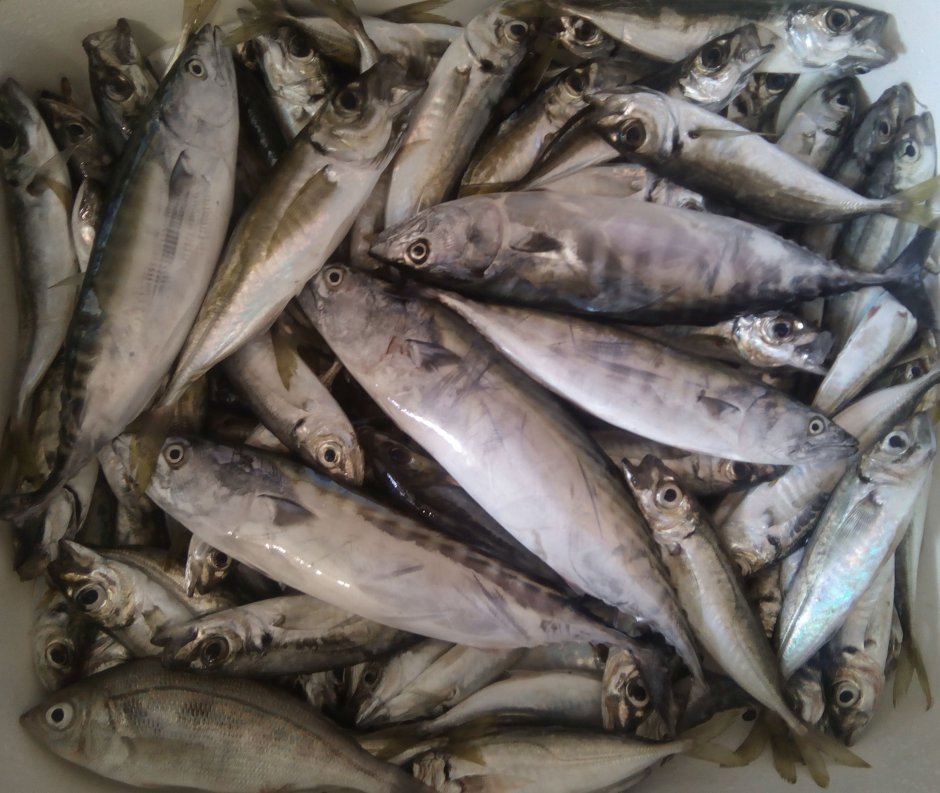 Caranx ignobilis