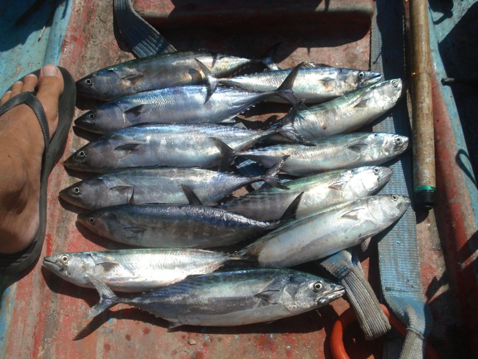 Alectis ciliaris